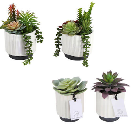 Sensi Succulents in Hex Pot 2 Assorted