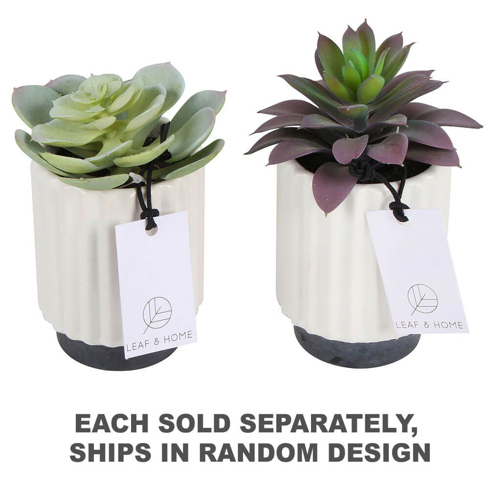 Les plantes succulentes sensi en hex pot 2 assortiment